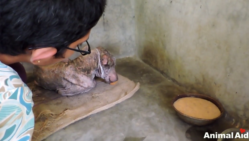 ชุบชีวิตหมาขี้เรื้อน