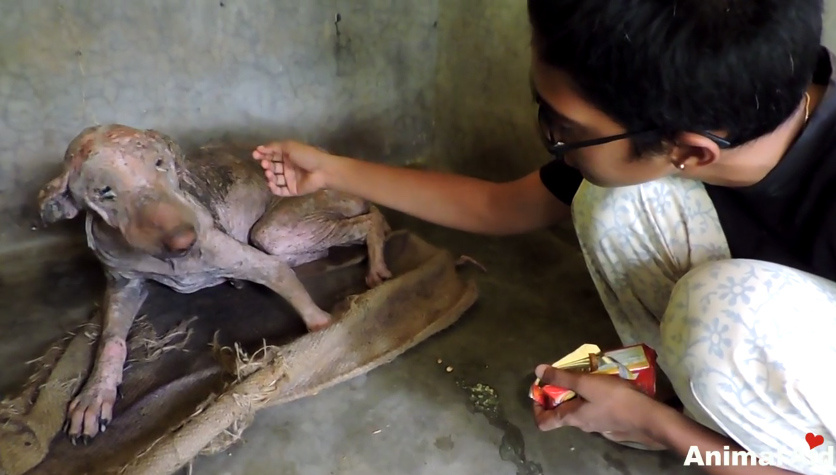 ชุบชีวิตหมาขี้เรื้อน