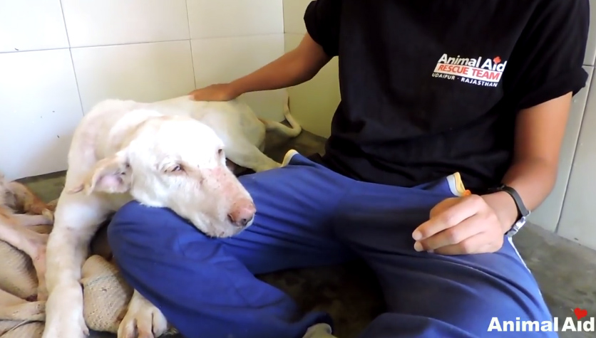 ชุบชีวิตหมาขี้เรื้อน