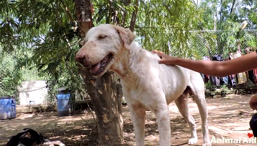 ชุบชีวิตหมาขี้เรื้อน