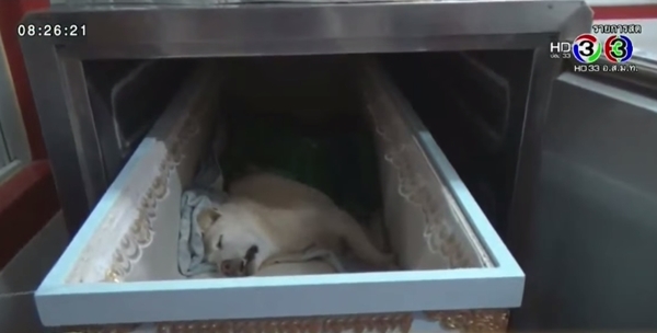 เจ้าอาวาสพิษณุโลกจัดงานศพสุนัข