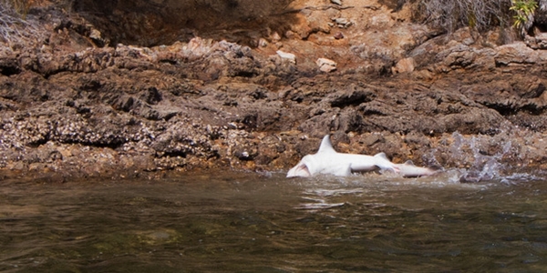 ฉลามหนีวาฬเพชรฆาต