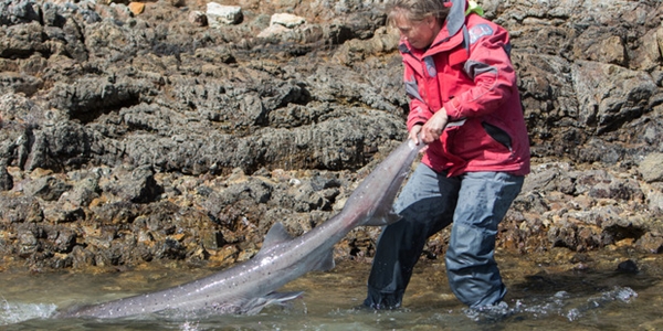 ฉลามหนีวาฬเพชรฆาต