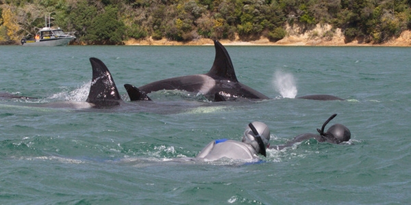 ฉลามหนีวาฬเพชรฆาต