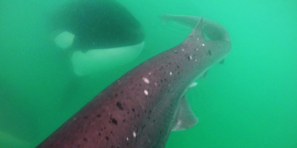 ฉลามหนีวาฬเพชรฆาต