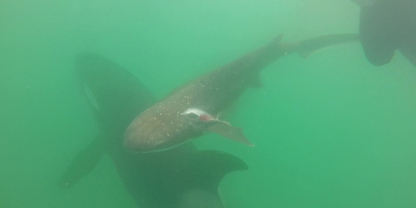 ฉลามหนีวาฬเพชรฆาต