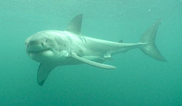 ฉลามหนีวาฬเพชรฆาต