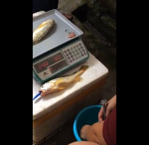 เปิดคลิปคนขายปลาชาวจีนแอบฉีดน้ำเข้าพุงปลา