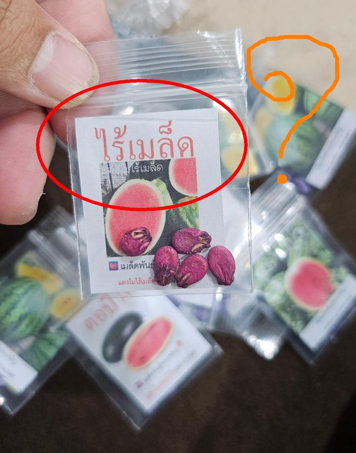 แตงโมไร้เมล็ด แต่มีเมล็ดพันธุ์ขาย