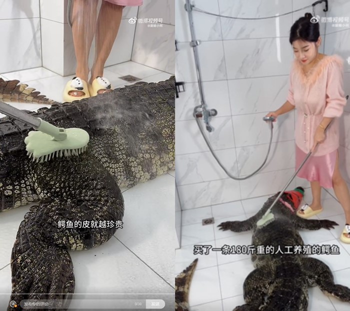 ซื้อจระเข้มากิน