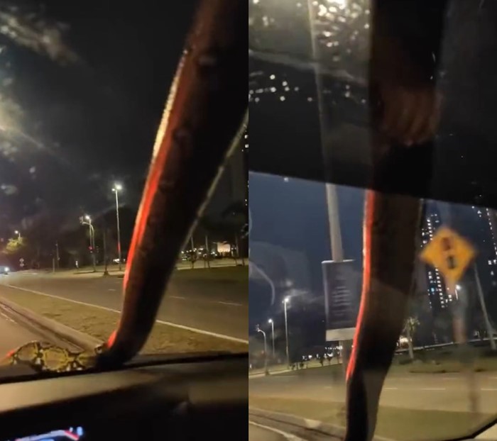 งูเข้ารถ