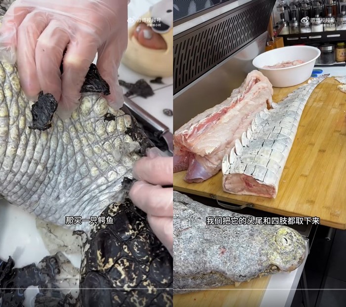 ซื้อจระเข้มากิน