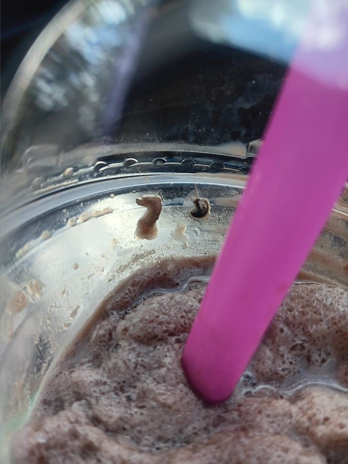 โกโก้จิ้งจก