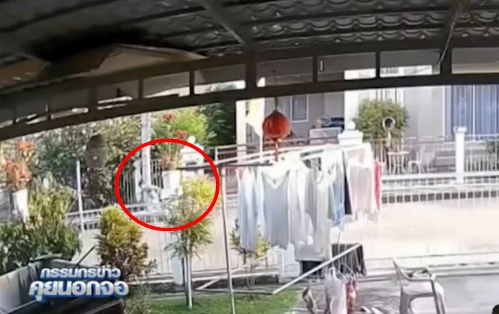 เด็กปล่อยหมาจนรถชนตาย