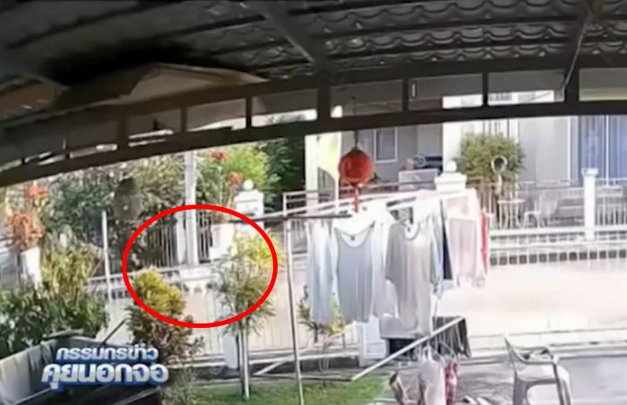 เด็กปล่อยหมาจนรถชนตาย