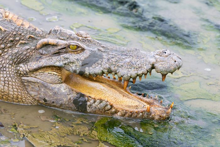 เลี้ยงจระเข้