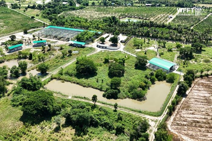 เสือหิวโซ