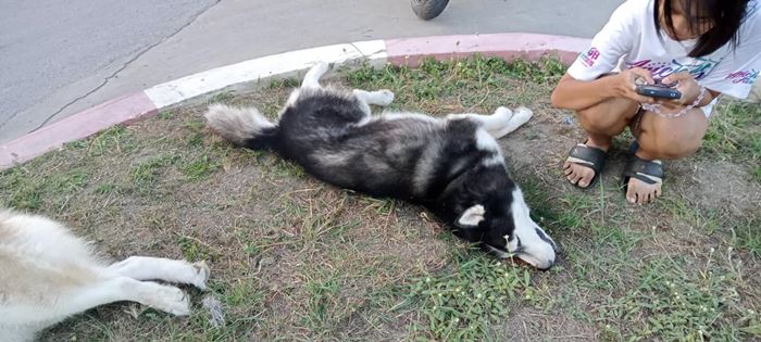 เด็กปล่อยหมาจนรถชนตาย