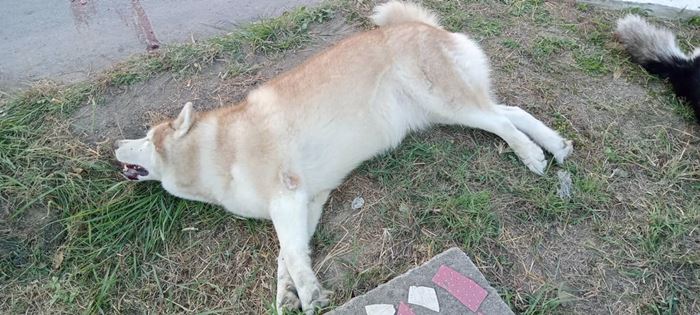 เด็กปล่อยหมาจนรถชนตาย