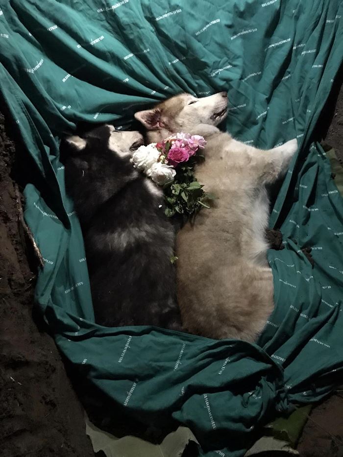 เด็กปล่อยหมาจนรถชนตาย