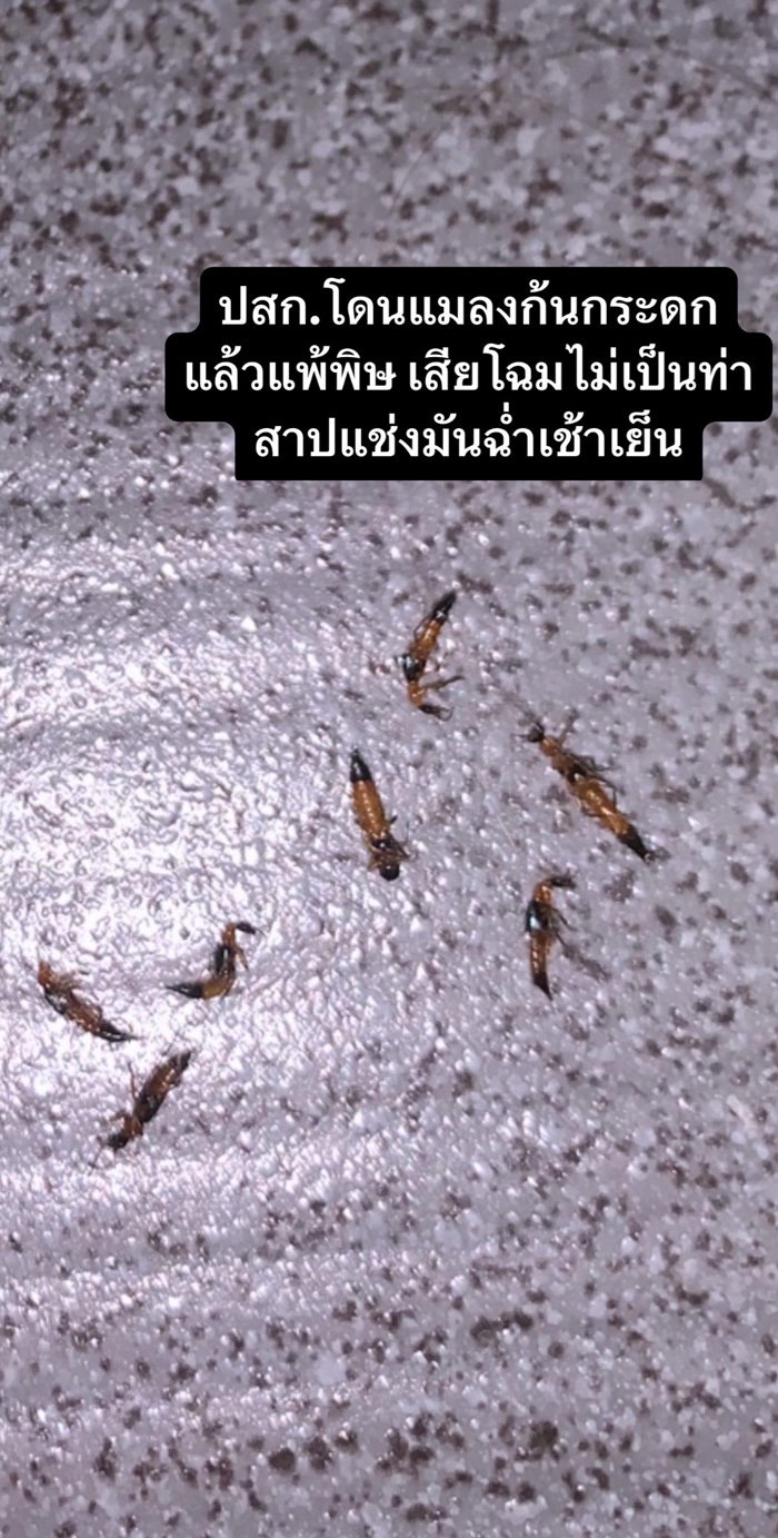 แมลงก้นกระดก