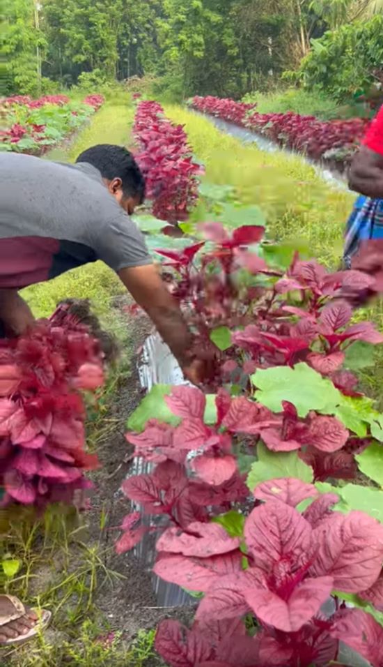 ขับรถหรูมาขายผัก