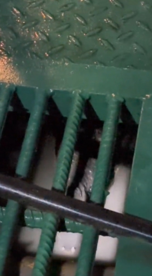 จระเข้ยักษ์