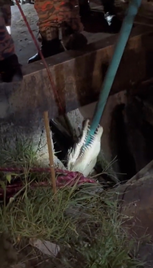 จระเข้ยักษ์