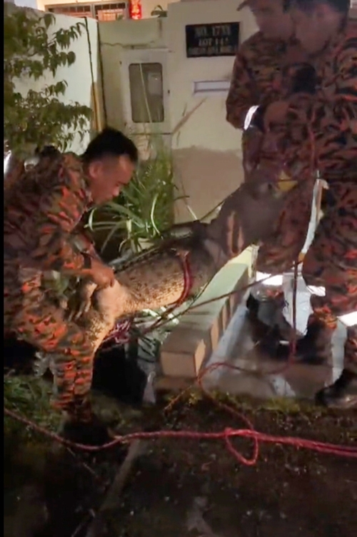 จระเข้ยักษ์