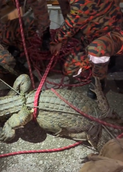 จระเข้ยักษ์