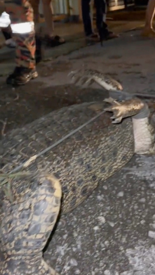 จระเข้ยักษ์