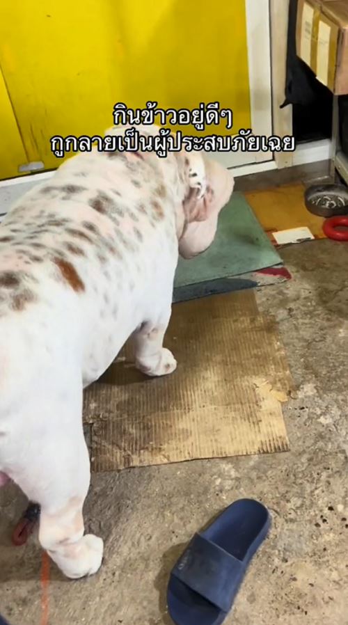 หมาขโมยรองเท้า