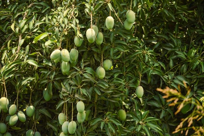 ใบมะม่วง