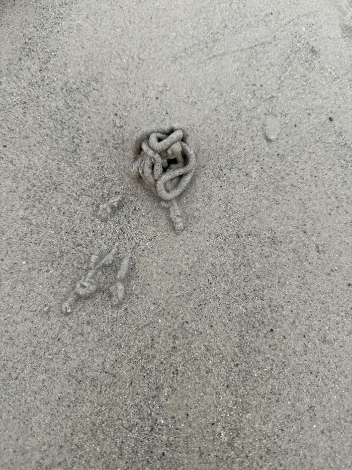 หนอนลูกโอ๊ค