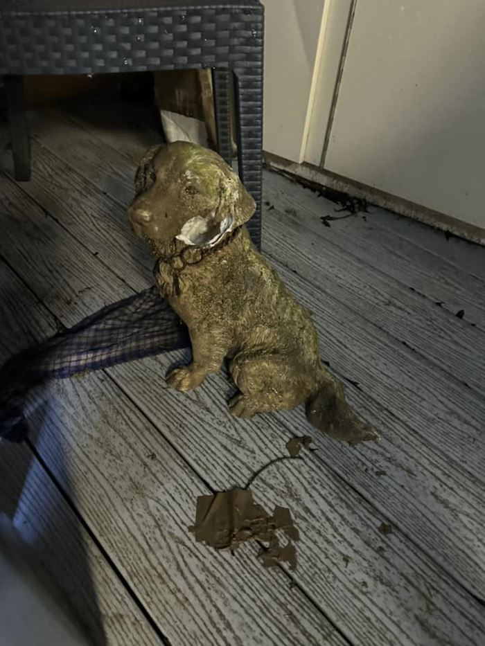 สุนัขตกคูน้ำ