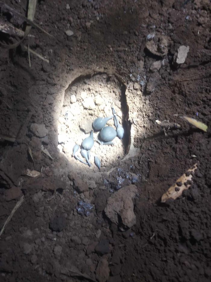 น้ำเต้าดิน