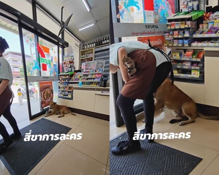 หมาเซเว่น