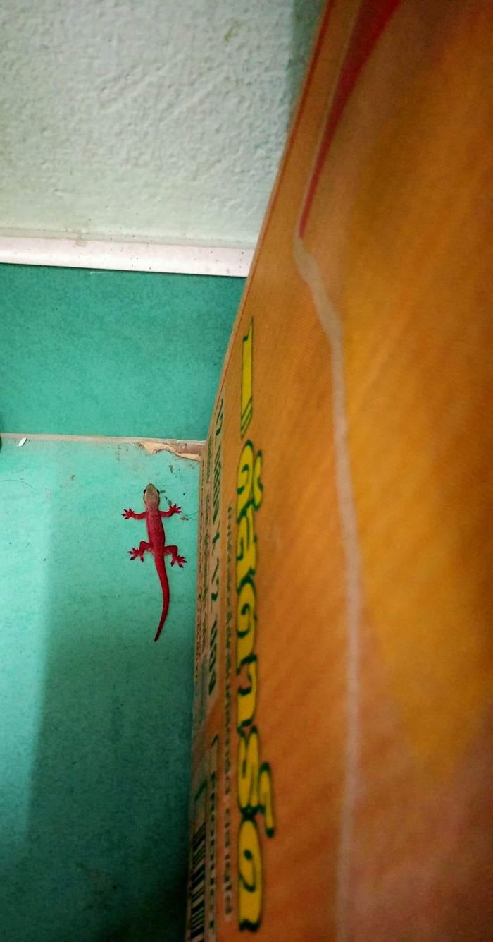 จิ้งจกแดง