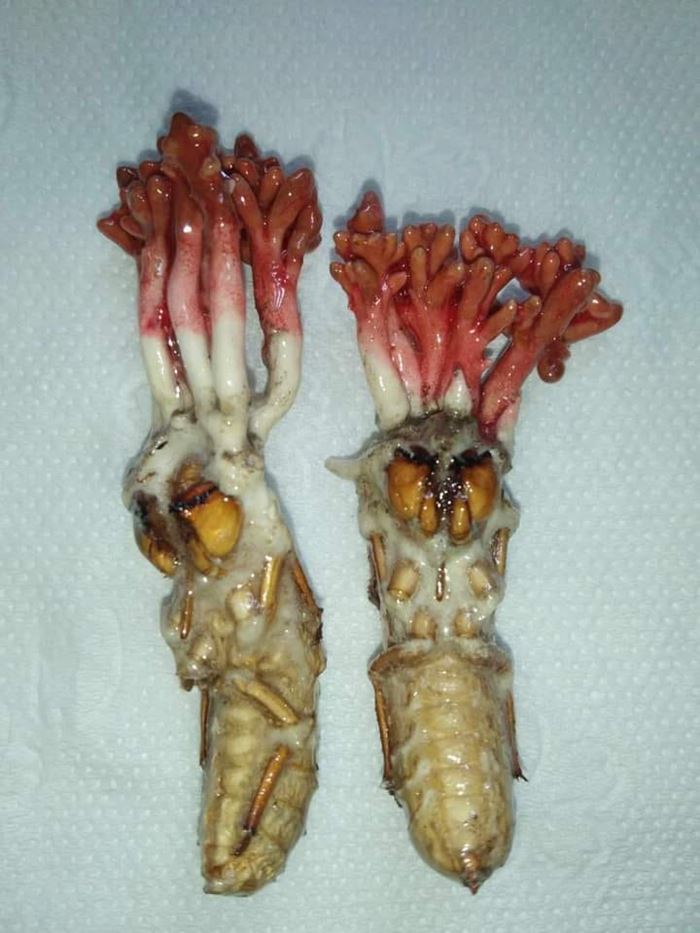 ว่านจักจั่น