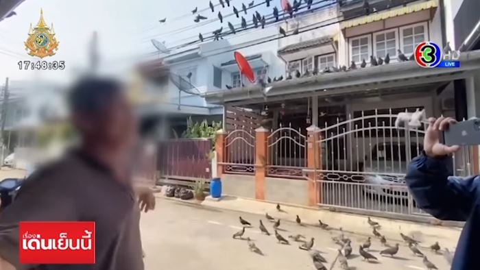 ปัญหาเพื่อนบ้าน ให้อาหารนกพิราบ