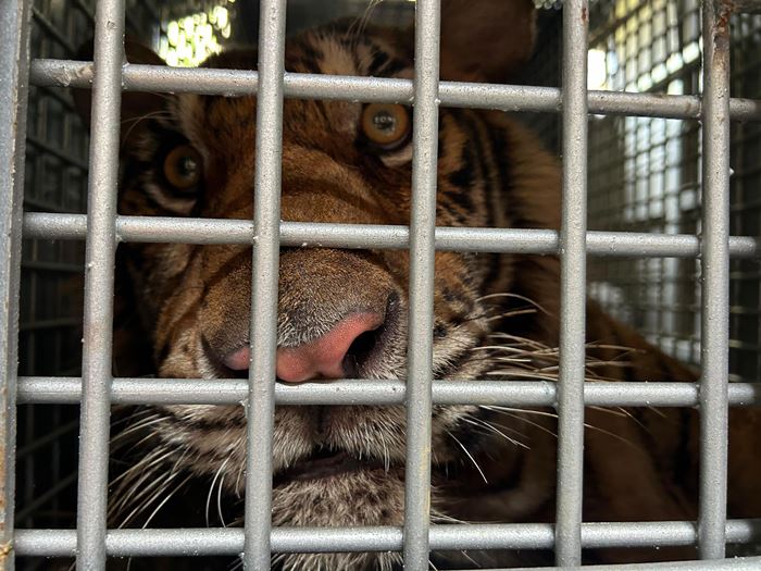 เสืออ้วน