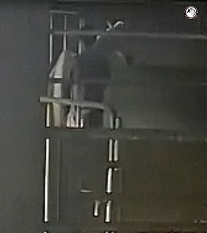 ฝรั่งทำอนาจารม้า