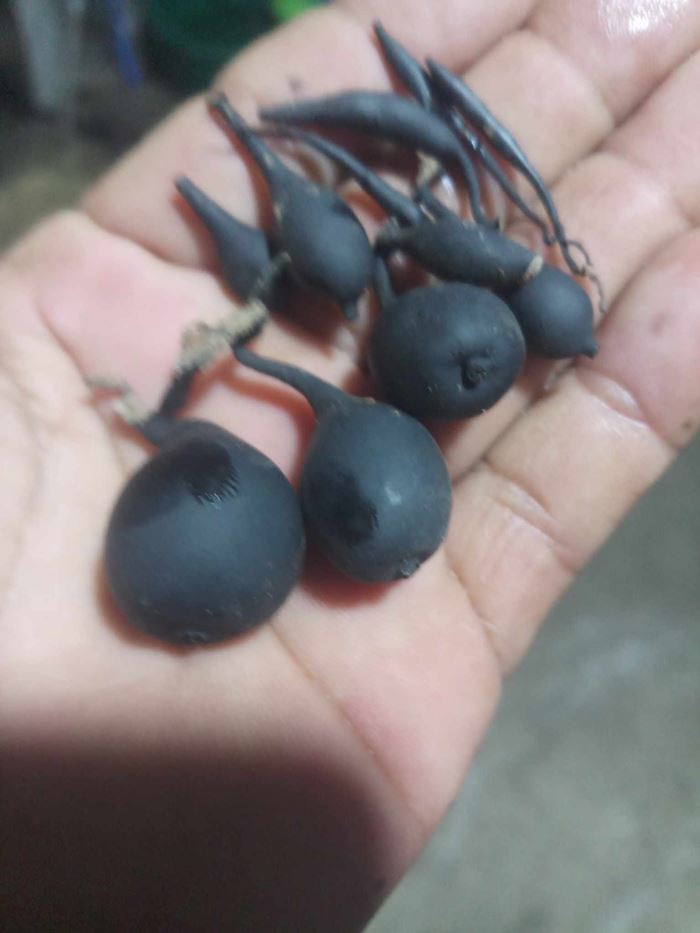 น้ำเต้าดิน