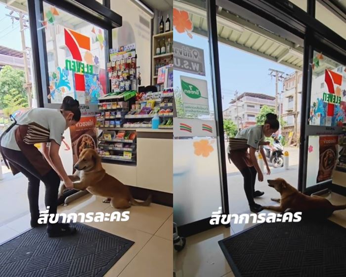 หมาเซเว่น