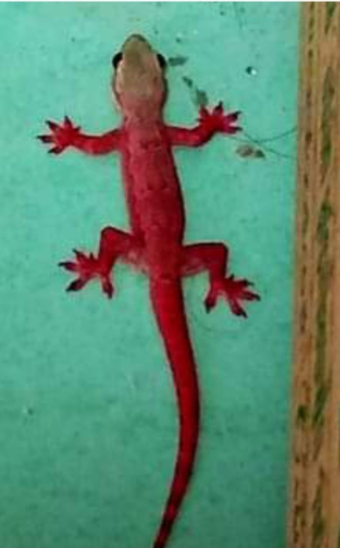 จิ้งจกแดง