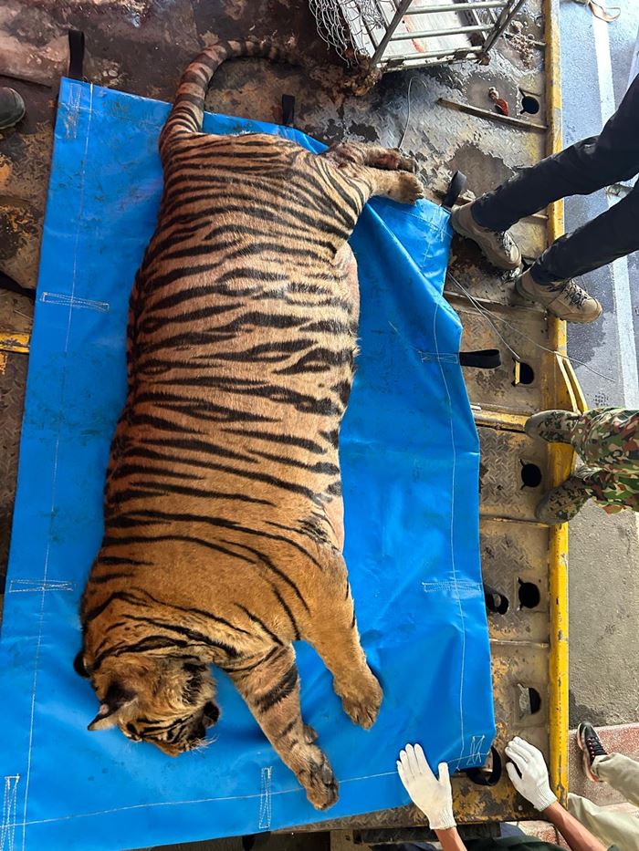 เสืออ้วน