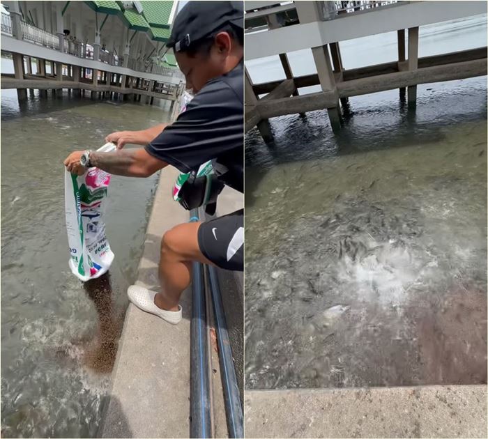 ให้อาหารปลา