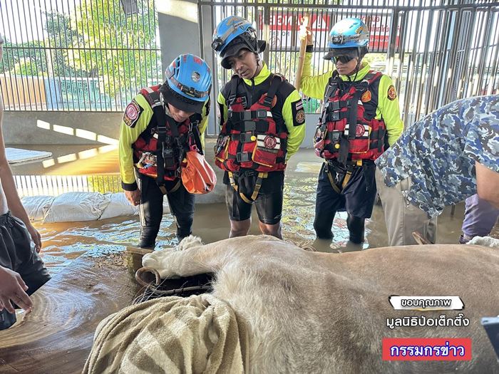 น้ำท่วมเชียงใหม่ ช่วยอพยพยันสิงโต