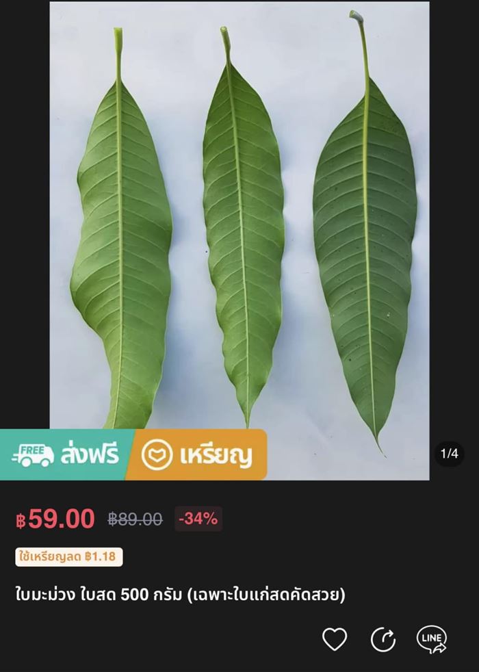 ใบมะม่วง