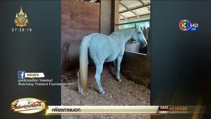 ฝรั่งทำอนาจารม้า